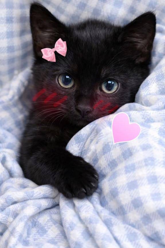 次回出勤日