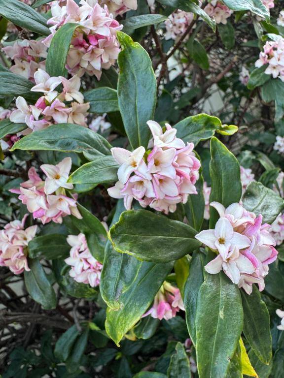 れいか（新宿多恋人）