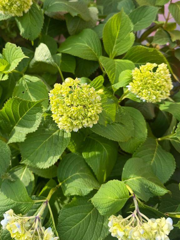 梅雨??