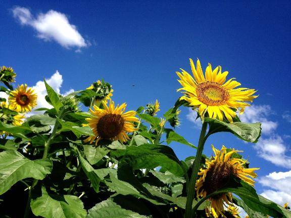 夏🌻