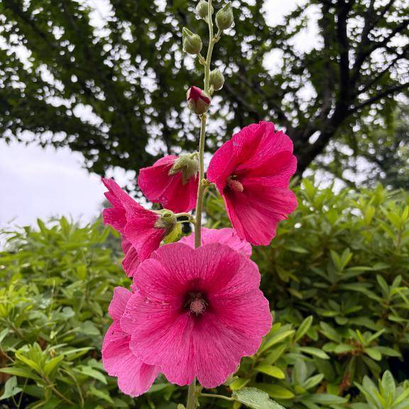 夏らしい