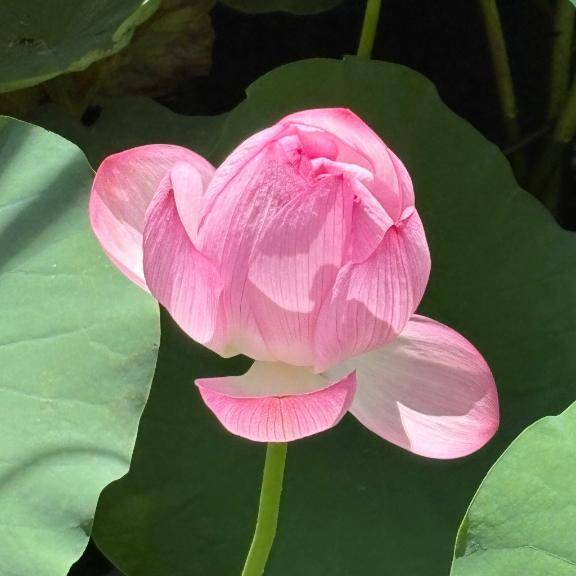 可愛い