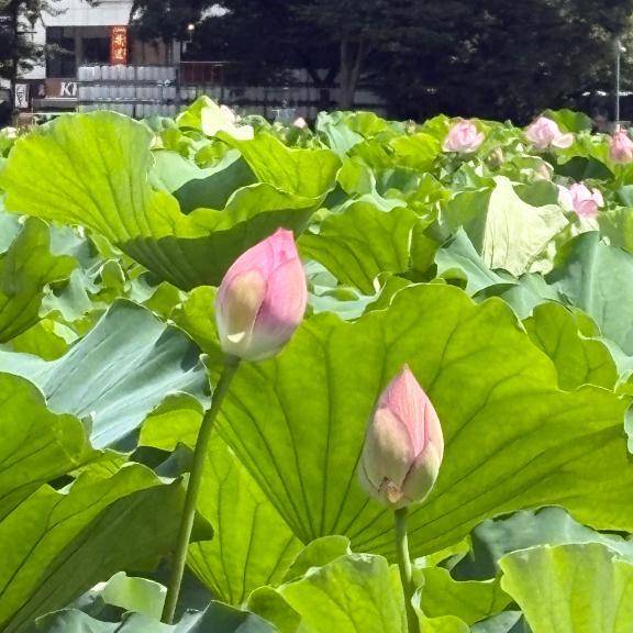 ありがとうございました