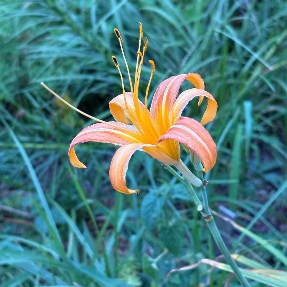 今日の