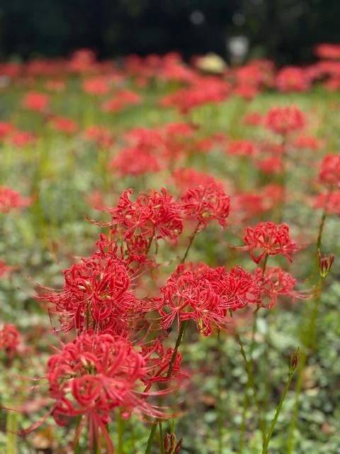 こんにちは…ちよこです