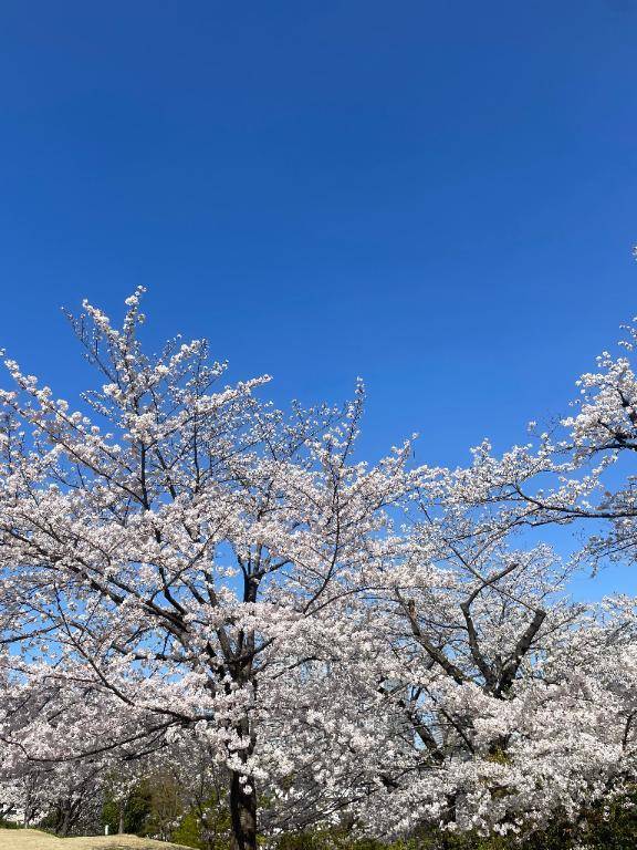 久々🌼