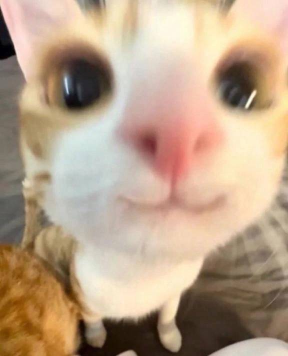 🐱出勤します🐱