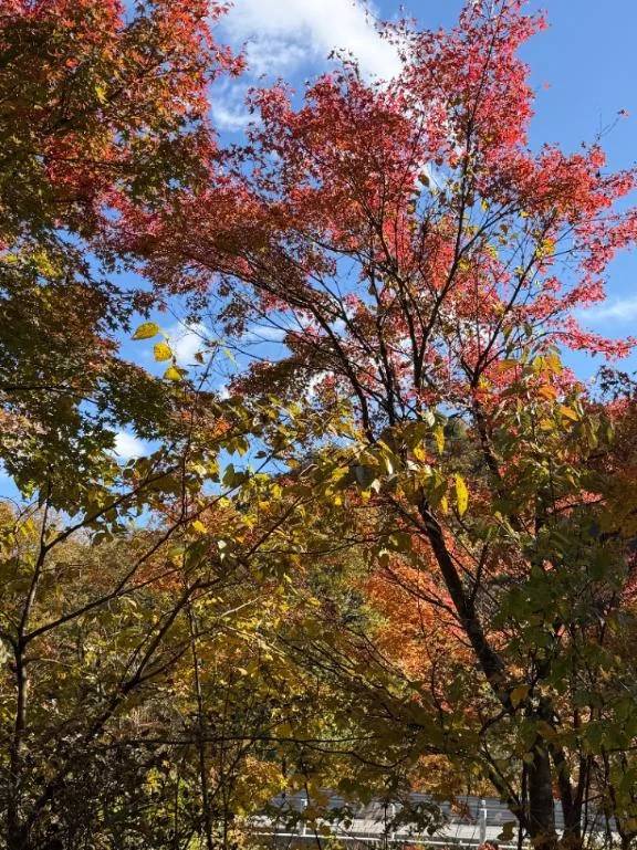 紅葉🍁