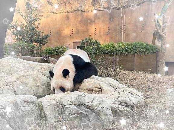 どうぶつえん🐼