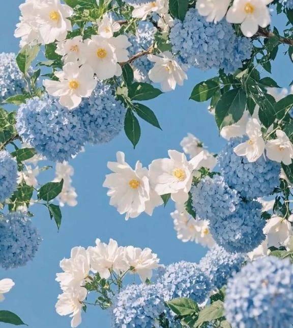 さやか(しろうと娘)