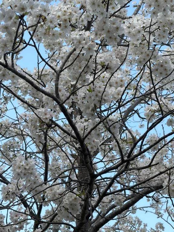 桜満開🌸