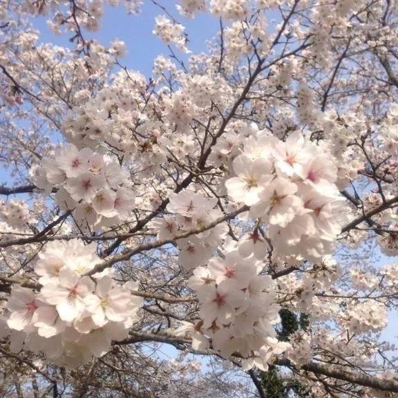 こんにちは.*･ﾟ❀