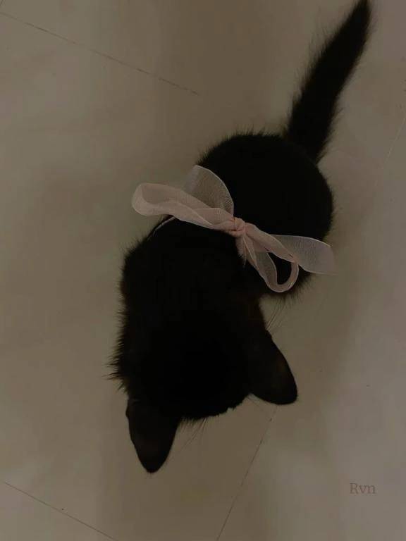 借りてきた猫🐱