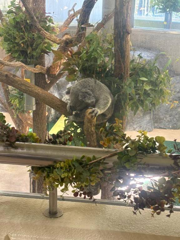 明日出勤します🐨