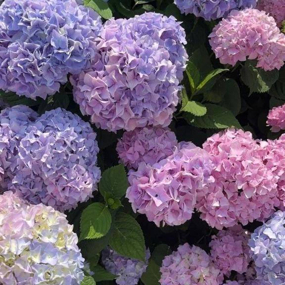 7月前半出勤予定