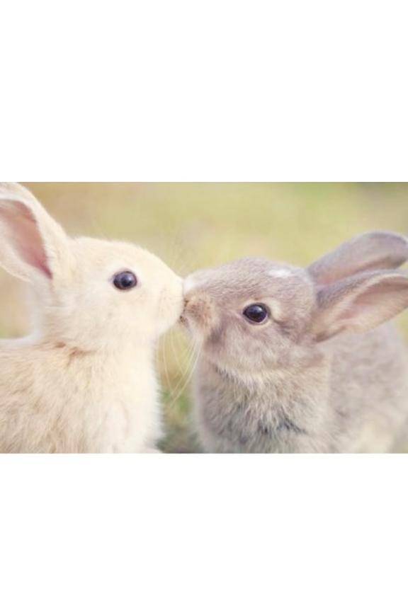 🐰