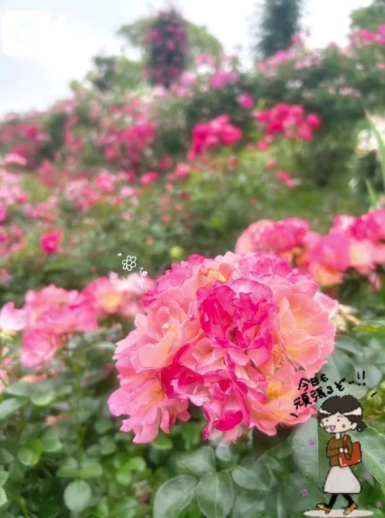今日はいます🙋🏼‍♀️︎
