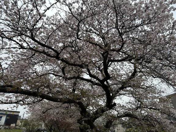 今日出勤するよん