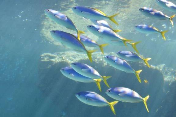 🐟ぴちょ