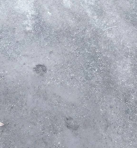 芸能人の〇〇に似てるね〜