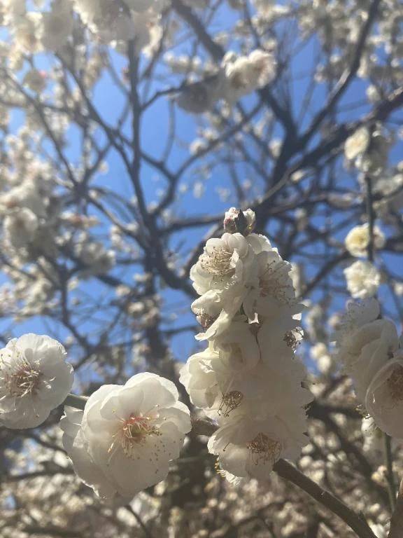 🌸 春の気配探した結果 🌸