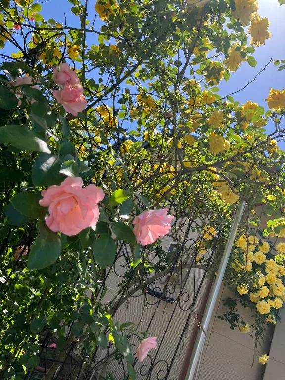 🌸 明日はちょっと楽しみ 🌸