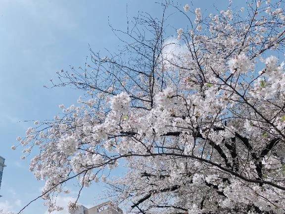 花より…