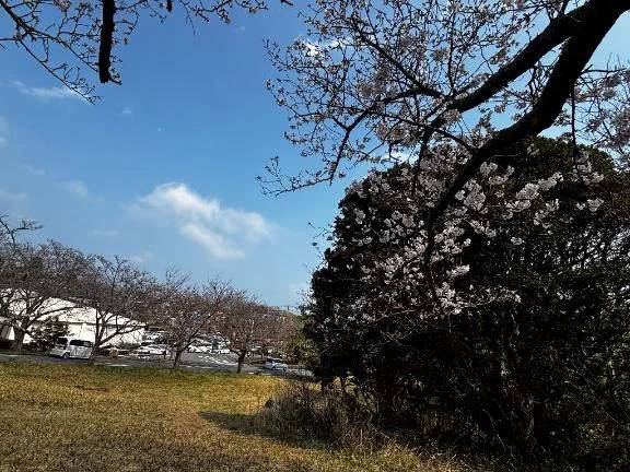 春🌸