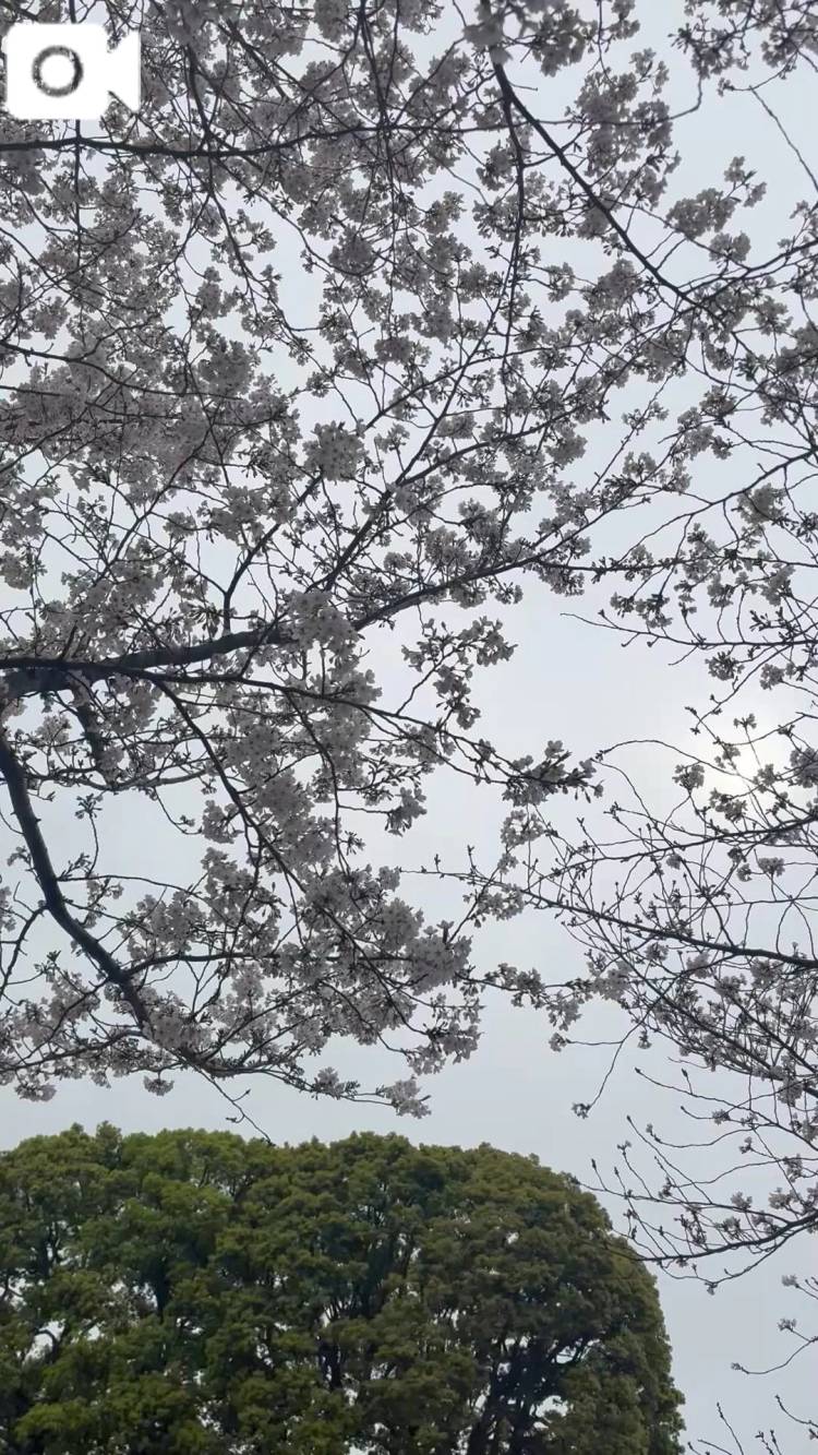 お花見🌸行ったよ☺️