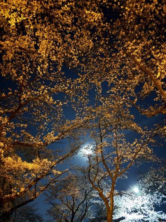 夜桜🌸