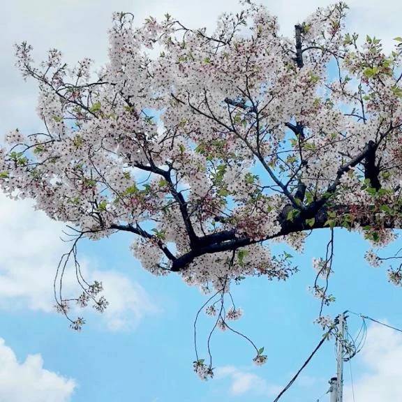 桜舞い散る🌸