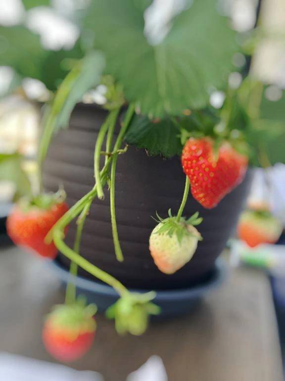🍓 おうちいちご育成中 🍓