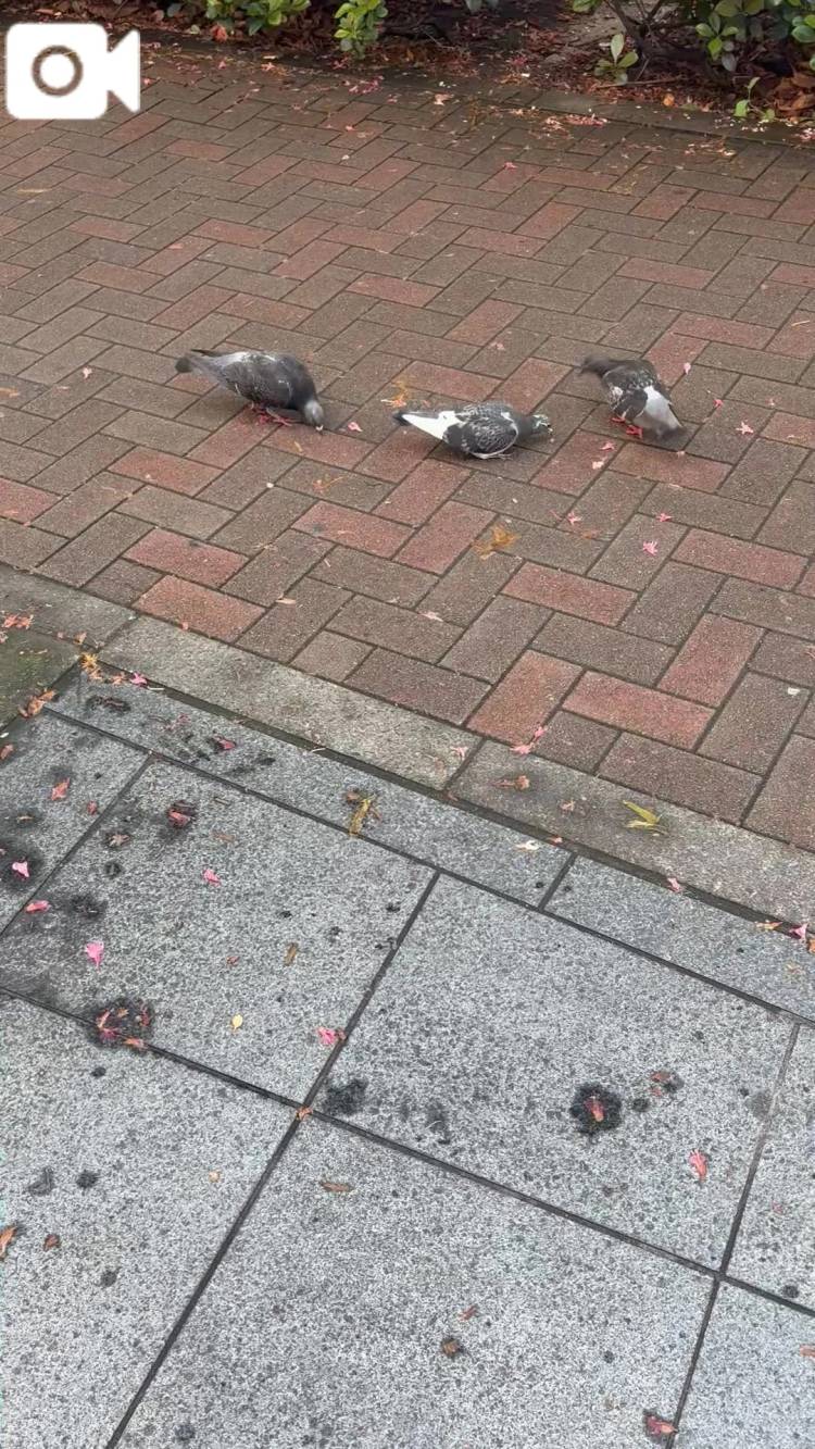 花を食べる集団