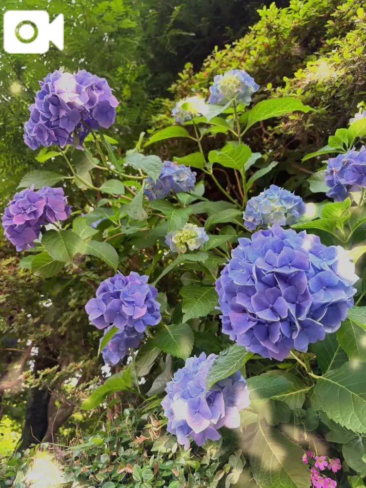 アサガオ🏵️