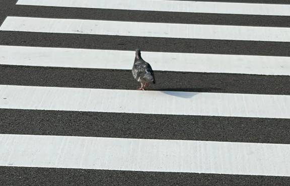 鳩🐦