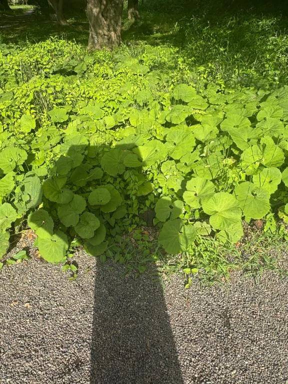 この葉っぱの思い出🐸🌱