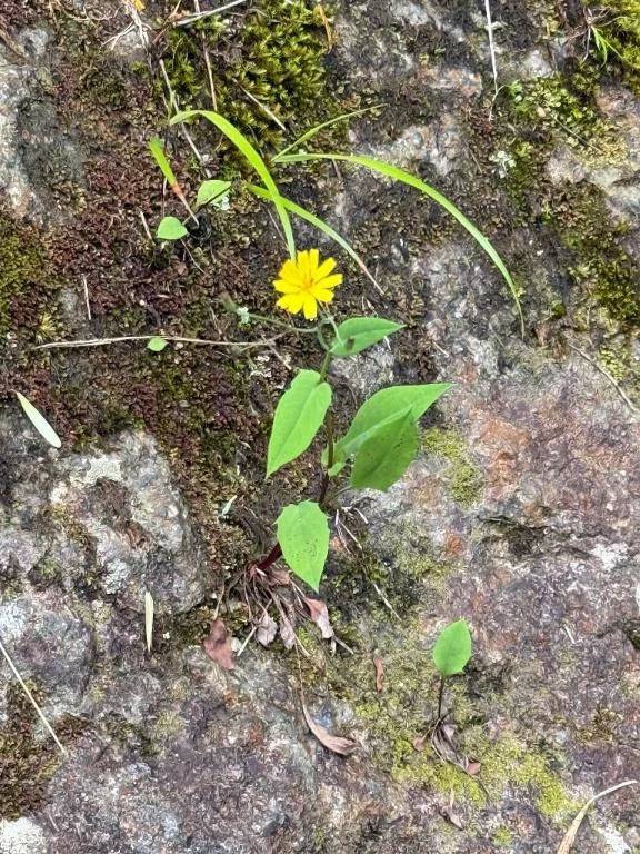 崖から直咲き🌼