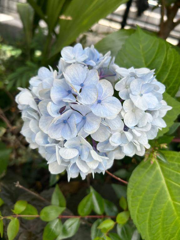 紫陽花͛💠