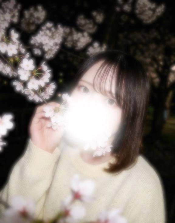 君と見たい夜桜🌸