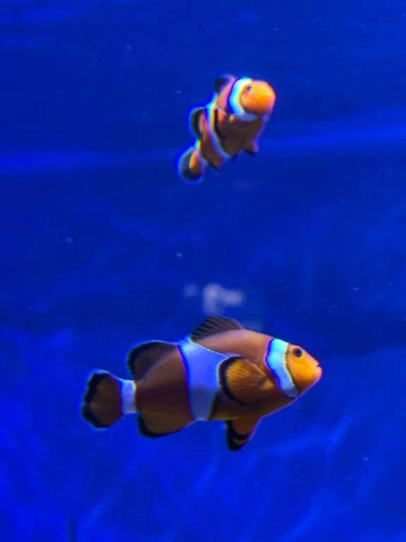 🐟