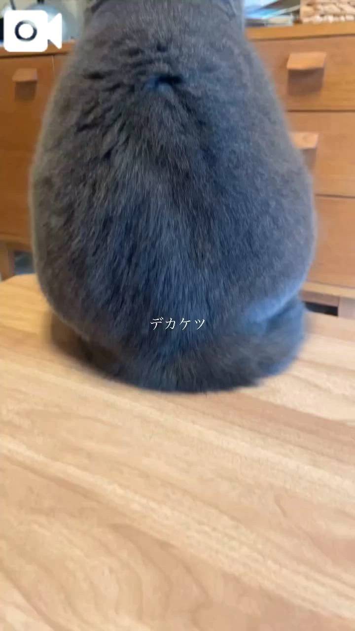 👑お風呂入るよ