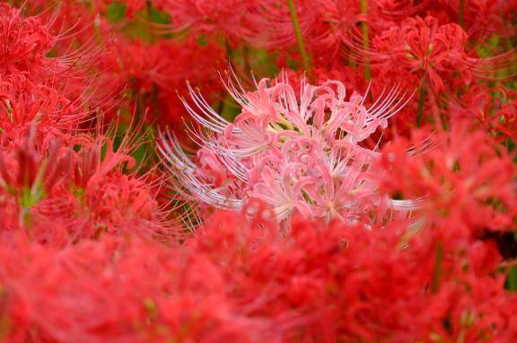 椿かえで（彩タマンサ）