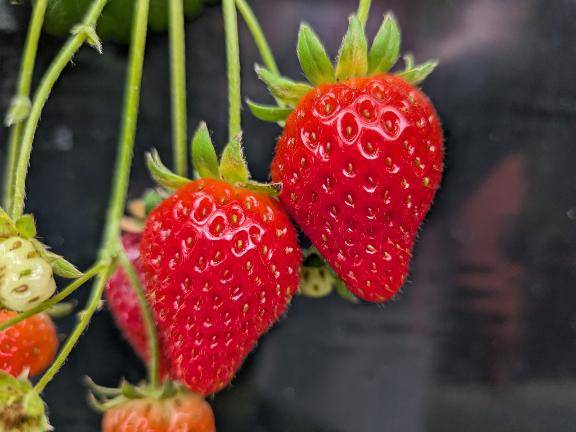 一宮さくら（彩タマンサ）