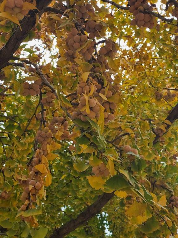 つま先歩きの季節