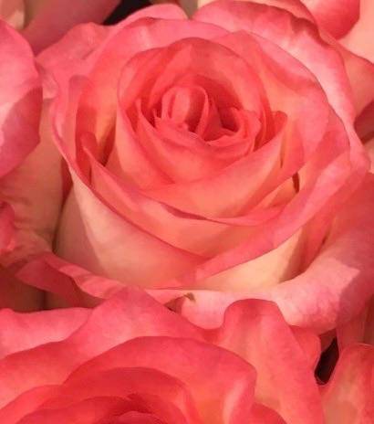 えくぼちゃん名付け親に再会?