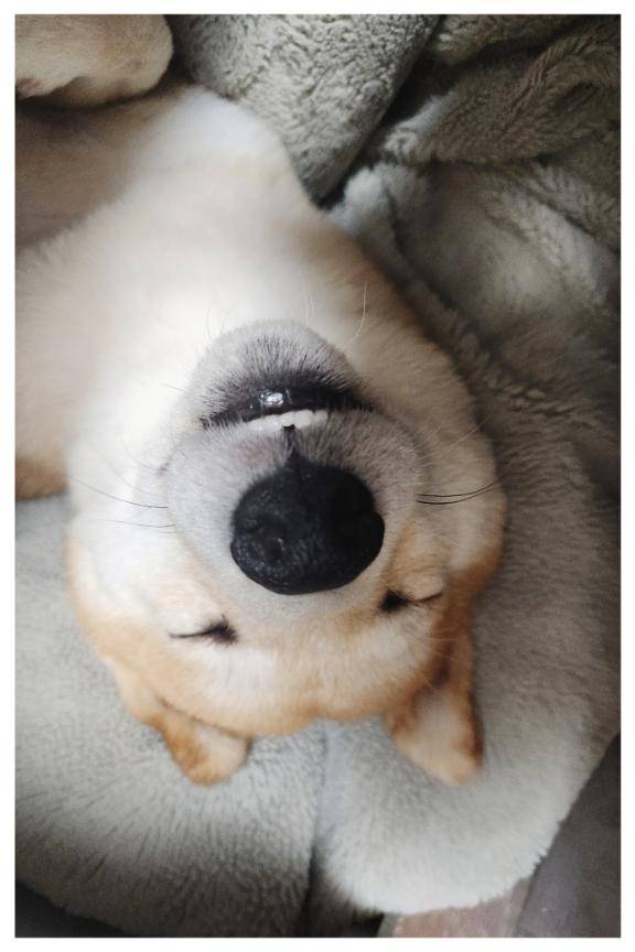 おはようございにゃす(=^ェ^=)