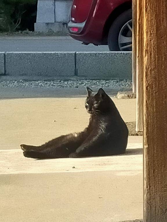 【来世は爆乳でギャルな美女の猫になりたい??】