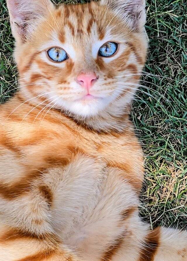 🐱𝘭𝘰𝘷𝘦ෆ˚*