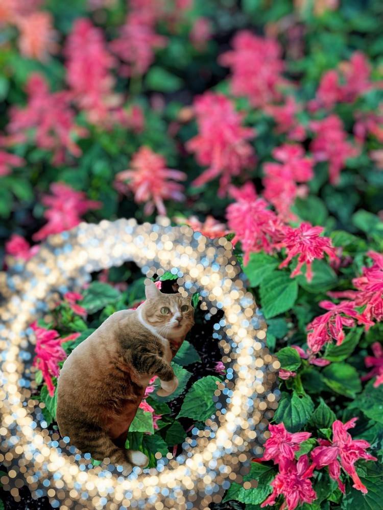 上杉(うえすぎ)(あげは)