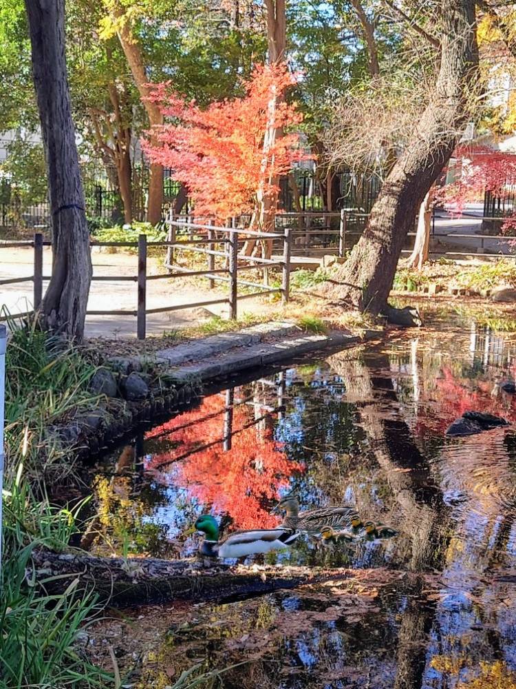 上杉(うえすぎ)（あげは）